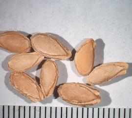   Seeds:   Benincasa hispida ; Photo by A. Margina, USDA APHIS PPQ, imageID.idtools.org
